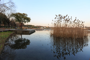 城市園林