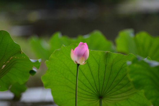 荷花