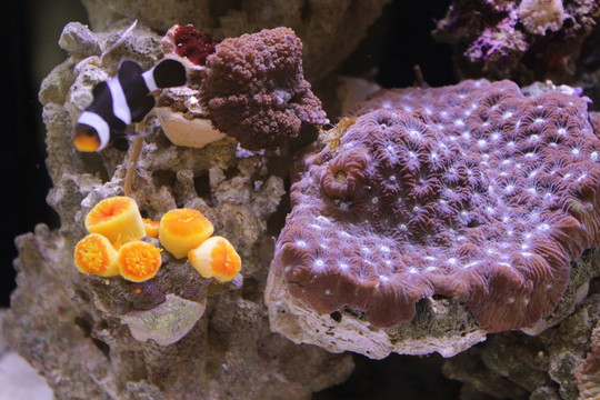 小丑魚(yú)