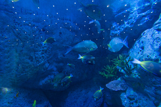 水族館
