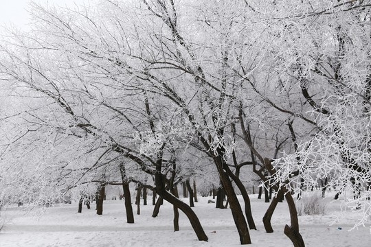 新疆霧凇雪景