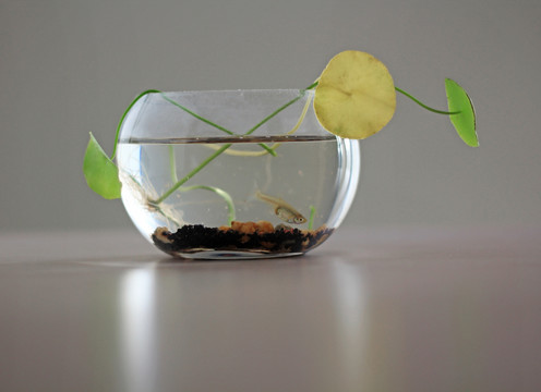 小魚缸