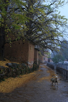 鄉(xiāng)村小路