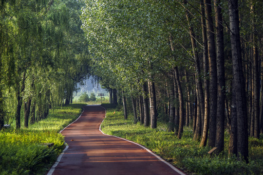 樹林和路