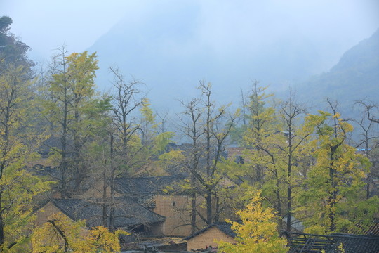 銀杏林
