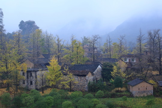 銀杏林