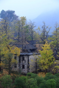 銀杏林