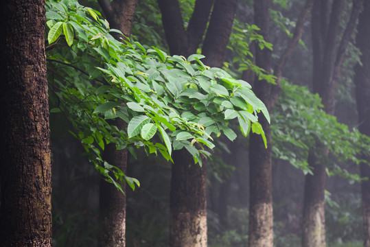 樹林