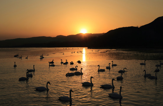 夕照天鵝湖