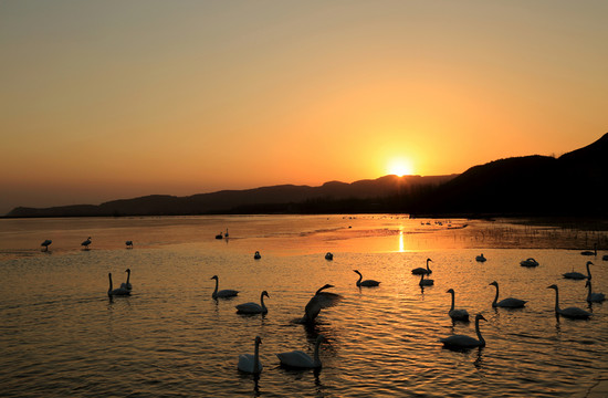 夕照天鵝湖