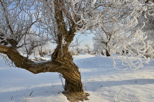 雪中胡楊林