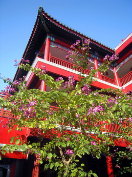 珠海市樹紅花羊蹄甲