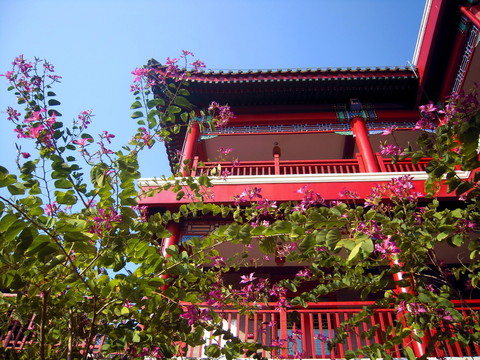 姹紫嫣紅花枝招展