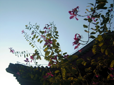 紫蝶飛花