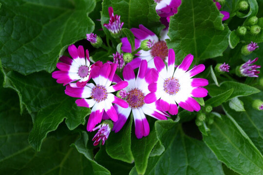爪葉菊