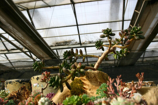 多肉植物