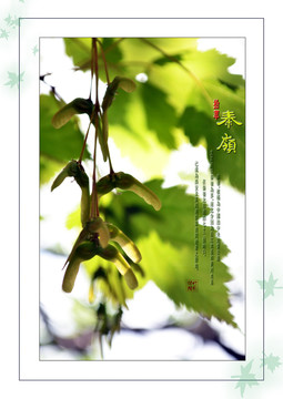 秦嶺拾萃之花草