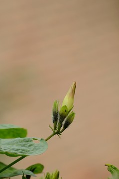 含苞的牽?；? loading=