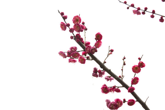 梅花