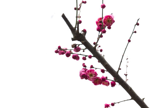 梅花