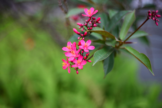 迎春花