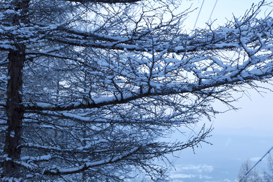 雪枝