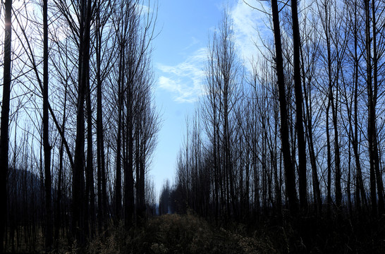 樹(shù)林