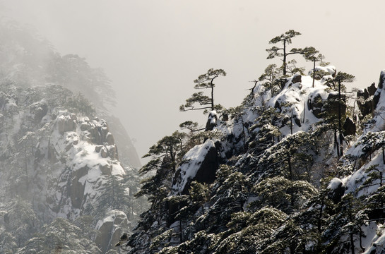 黃山雪松