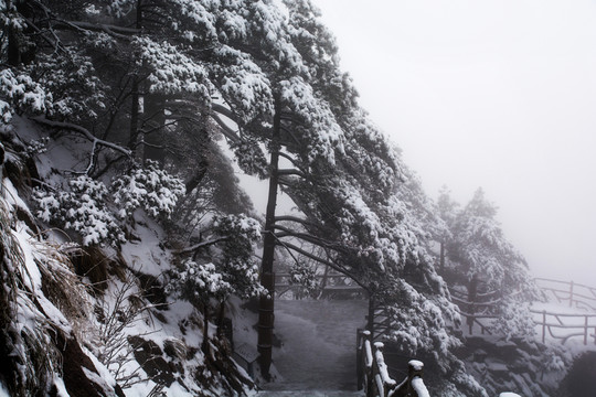 黃山雪松
