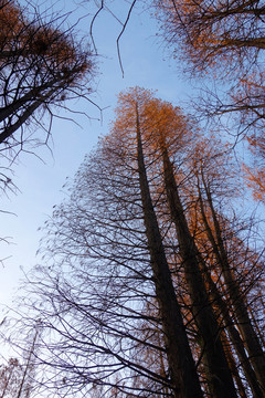杉樹(shù)林