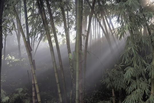 竹林局部光