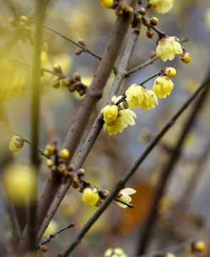 臘梅 臘梅花開(kāi)