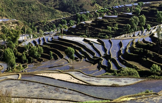 紅河楊柳梯田
