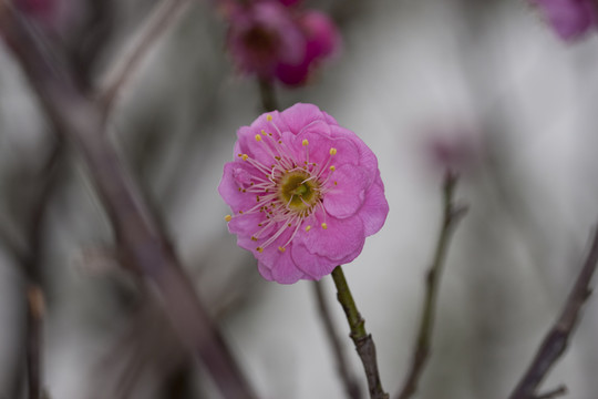紅梅花