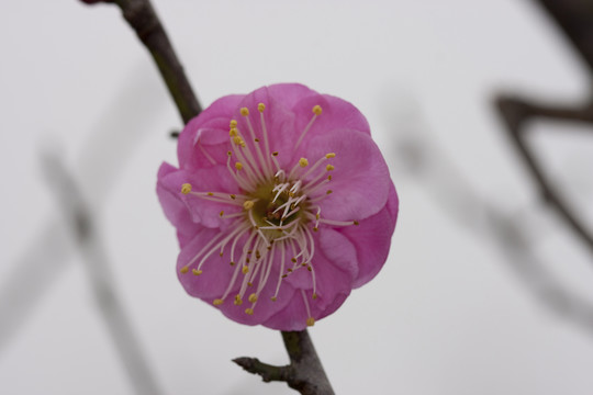 紅梅花