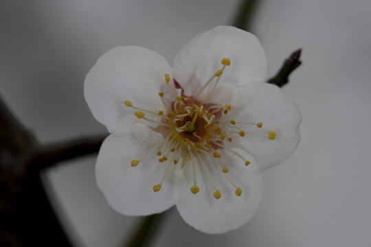 白梅花