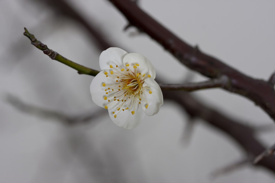 白梅花