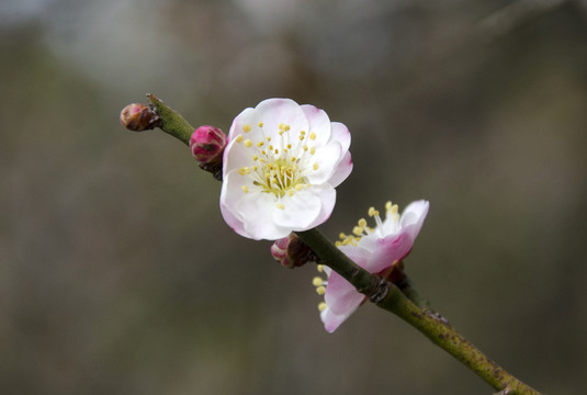 梅花