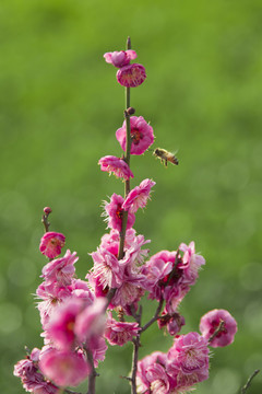 蜜蜂 梅花