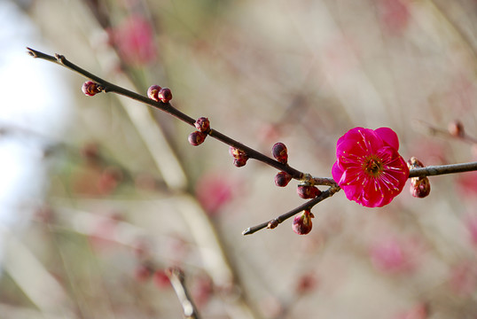 梅花 紅梅 臘梅