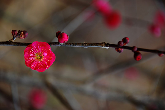 梅花 紅梅 臘梅