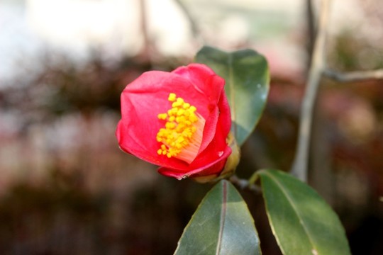 茶花