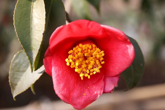 茶花