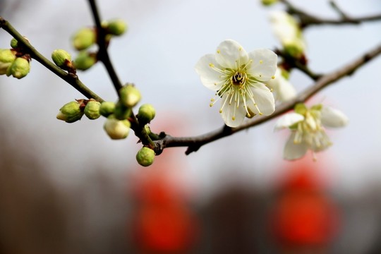 梅花