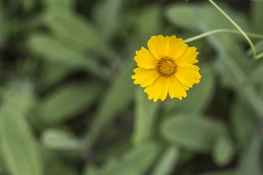 金盞菊