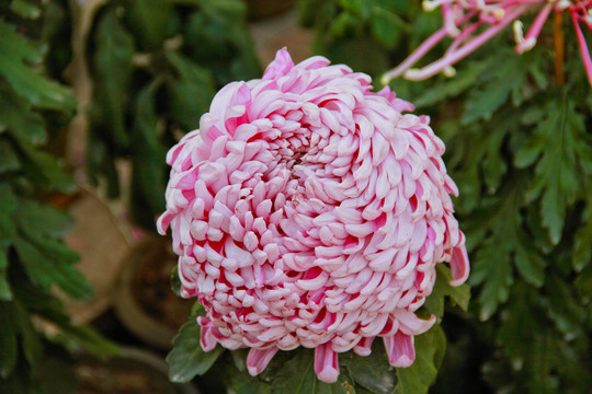 菊花