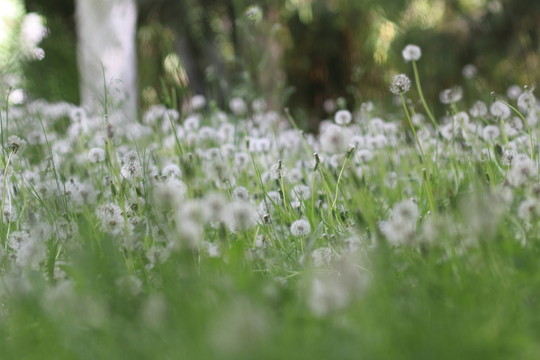 蒲公英