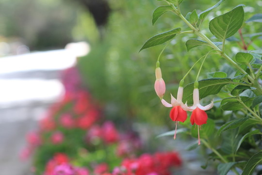燈籠花