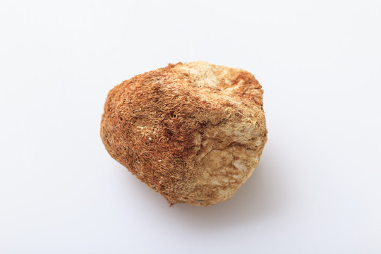 野生猴頭菇