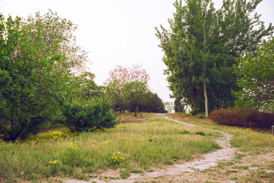蜿蜒小路